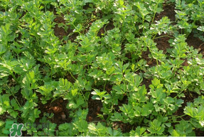 五月份能种香菜吗?,一月份可以种香菜吗