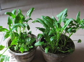 五月份能种菠菜吗?,一月份可以种菠菜吗
