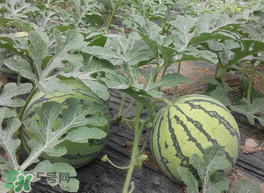 五月份可以种西瓜吗?,五月份可以种西瓜吗?五月份怎么种西瓜?