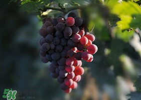 五月有葡萄吗,几月的葡萄 五月有葡萄吗,几月的葡萄