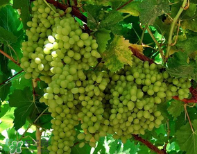 葡萄每个月份应该打什么药,葡萄打什么药,什么时候打