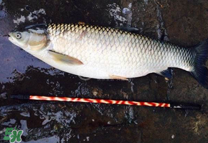 秋季钓草鱼用什么饵料好,秋冬季节钓草鱼用什么饵料