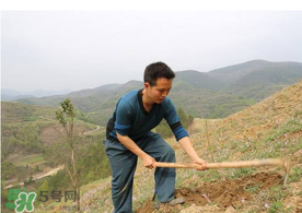 五月份能种树吗?五月份种树能活吗?,五月份能种树吗