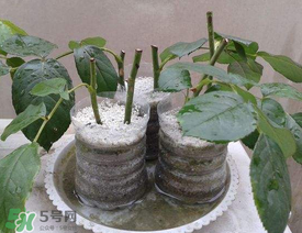 扦插的月季多久能开花,月季花几月扦插能活