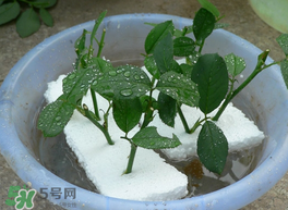 月季花扦插时间,月季花怎样才能插活什么时候插最好 月季花扦插时间,月季花怎样才能插活什么时候插最好