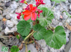 五月份种什么花,五月份种什么花合适