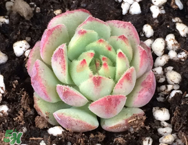 几月份适合种多肉,什么时候适合种多肉