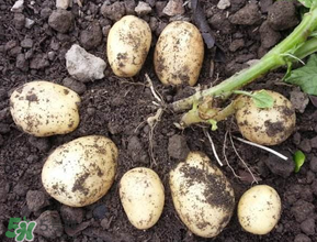 五月份可以种土豆吗?5月份能种土豆吗?,五月份可以种土豆吗? 五月份可以种土豆吗?5月份能种土豆吗?,五月份可以种土豆吗?