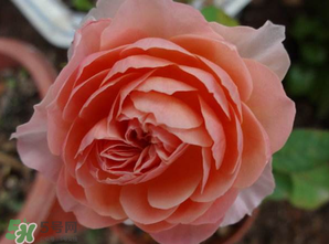 3月份可以扦插月季吗,什么时候扦插月季