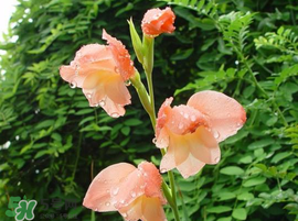 端午节会下雨吗?,春节会下雨吗?