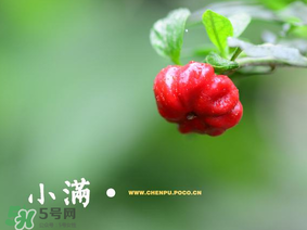 小满是什么节气,小满是什么节气什么意思