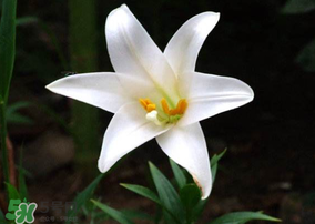 母亲节可以送百合吗?,百合送妈妈合适吗 母亲节可以送百合吗?,百合送妈妈合适吗