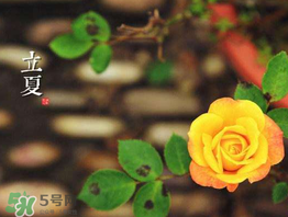 立夏是夏天吗,立夏是夏天吗,能穿裙子吗