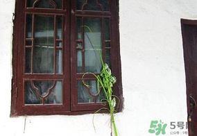 端午节插门上的是什么草,端午节插门上的是什么东西