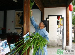 端午节门上挂的那个草叫什么名字,端午节挂在门上的那个是什么草