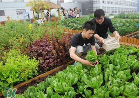 六月份可以种什么蔬菜种子,六月份可以种什么蔬菜水果