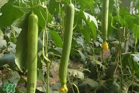 夏天种什么蔬菜合适,这个季节适合种什么蔬菜