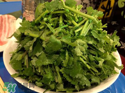 四月份可以种香菜吗?,香菜四季都能种吗