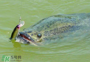 四月份能路亚黑鱼吗,路亚黑鱼几月份最好