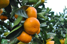 四月份有橘子吗?,橘子是一年四季都有吗