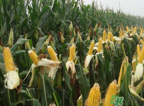 四月份的玉米能吃吗,几月份吃玉米