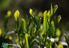 谷雨会下雨吗,雨水和谷雨 谷雨会下雨吗,雨水和谷雨