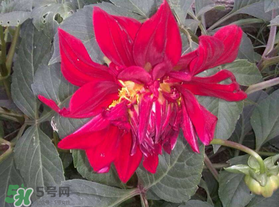 五月份开什么花有几种,五月份开什么花 五月份开什么花有几种,五月份开什么花