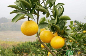 四月份还能吃柚子吗,柚子一年四季都可以吃吗 四月份还能吃柚子吗,柚子一年四季都可以吃吗