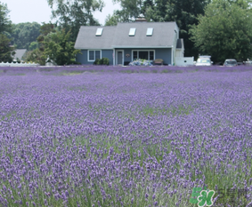 四月份有薰衣草吗,薰衣草几月
