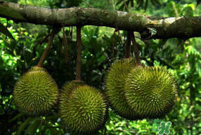 四月份有榴莲吗?,几月份有榴莲 四月份有榴莲吗?,几月份有榴莲