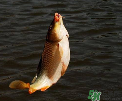 四月份可以钓鲤鱼吗,鲤鱼能钓到几月份