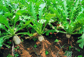 四月份可以种萝卜吗?,萝卜几月份可以种