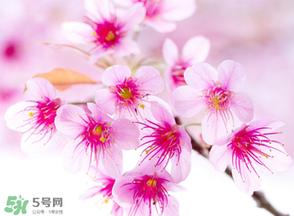 五月份还有樱花吗?,五月份还有樱花吗南京 五月份还有樱花吗?,五月份还有樱花吗南京