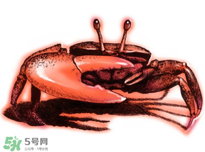 五月份可以吃螃蟹吗?,几月吃螃蟹