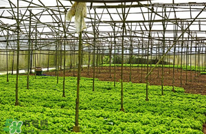 5月份适合种植什么蔬菜,每月适合种植的蔬菜