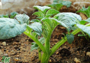 立春可以种土豆吗,1月份可以种土豆吗