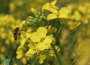 清明节还有油菜花吗?,清明节还有油菜花吗乐清