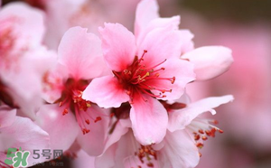 清明节还有桃花吗?,清明节桃花会开吗 清明节还有桃花吗?,清明节桃花会开吗