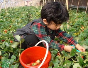 清明节还有草莓吗,元旦有草莓吗