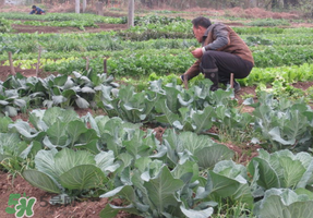 清明节种什么菜,清明节种什么菜好