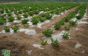 春分可以种花生吗?,春花生可以留种吗 春分可以种花生吗?,春花生可以留种吗