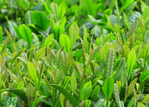 清明茶什么时候采摘,清明前采摘的茶叶叫明前茶