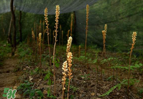 春天能吃天麻吗,冬天吃天麻