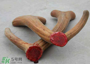 春天可以吃鹿茸吗?,冬天吃鹿茸