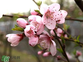 4月份还有桃花吗?,四月的桃花 4月份还有桃花吗?,四月的桃花
