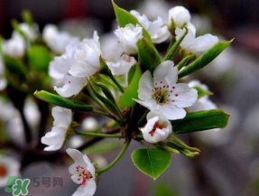 十二月开的花有哪些,什么花一年四季都开花