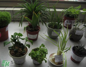 春天种什么植物最好,春天种什么植物好养活