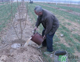 桃树冬天要不要浇水,冬天移栽桃树用浇水吗 桃树冬天要不要浇水,冬天移栽桃树用浇水吗