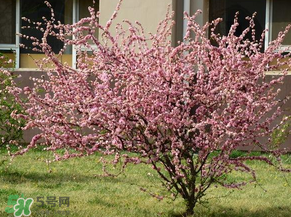 桃树开春打什么药,桃树什么时候打什么农药