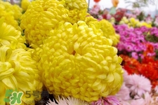 为什么扫墓的时候用菊花,扫墓除了菊花还可以用什么花